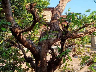 CHÍNH CHỦ CẦN BÁN NHÀ  VƯỜN TRẢ NỢ NGÂN HÀNG