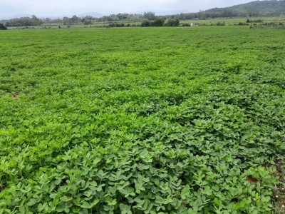 Bán đất nông nghiệp Cát Tân Phù Cát 4,5ha