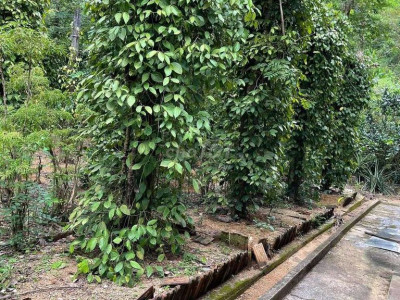 Gia đình cần tiền bán gấp đất nhà vườn Hoài Ân