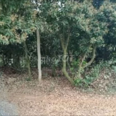 Bán  28745 m2 đất rừng sản xuất VIEW suối