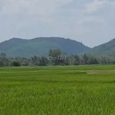 Bán đất Mỹ hiệp, Phù Mỹ, Bình Định