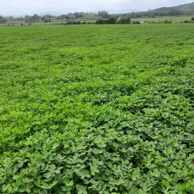 Bán đất nông nghiệp Cát Tân Phù Cát 4,5ha