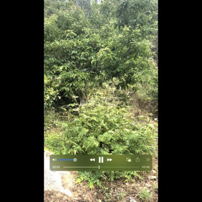 Cần bán nhanh nhà vườn diện tích cực kỳ rộng