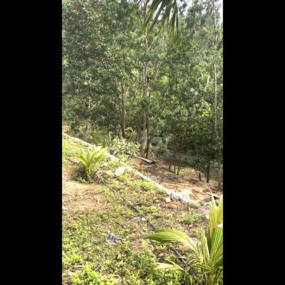 Bán nhanh lô đất vườn thổ diện tích lớn tại Qui Nhơn