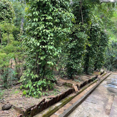 Gia đình cần tiền bán gấp đất nhà vườn Hoài Ân