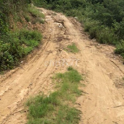 Bán 20 ha đất rừng có đường đi riêng xe khai thác gỗ  đến đất