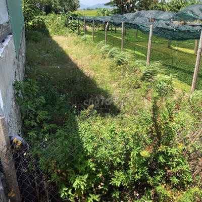 Đất thổ cư phước hưng