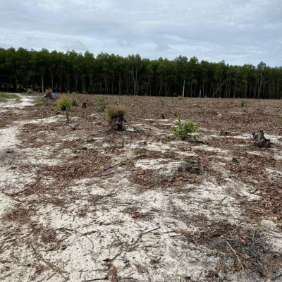 Bán lô đất rừng sản xuất  : Thôn Tùng Chánh, xã Cát Hiệp, Phù Cát