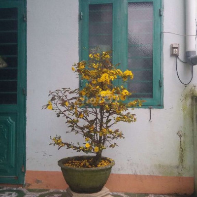 Phòng trọ cho thuê