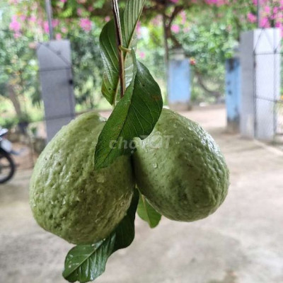 Gần chợ quán cẩm, gần ủy ban xã phước an, gần trường trung học cơ sở