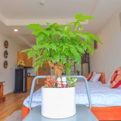 Cho thuê căn hộ chung cư TMS Quy Nhơn, đầy đủ nội thất view biển