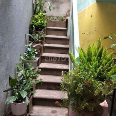 Cần cho thuê nhà