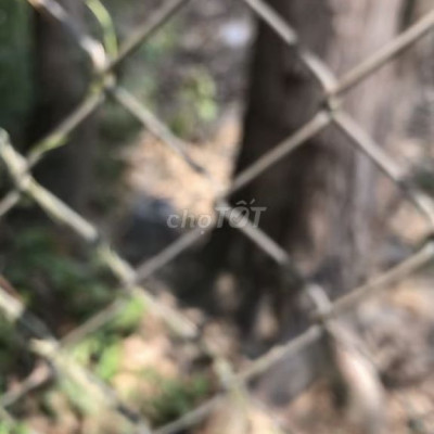 Đất sổ đỏ 100m2 tại xã Tuy Phước Tây, Gia Lai (thuộc Bình Định cũ)